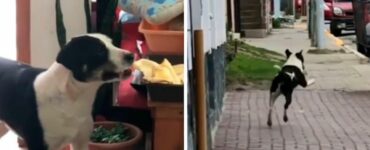 Il cane ruba del cibo e se ne va saltellando pensando di non essere visto