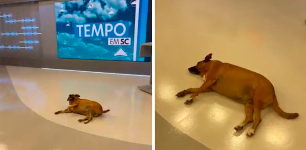 Cane in cerca di attenzioni invade uno studio televisivo poco prima della diretta