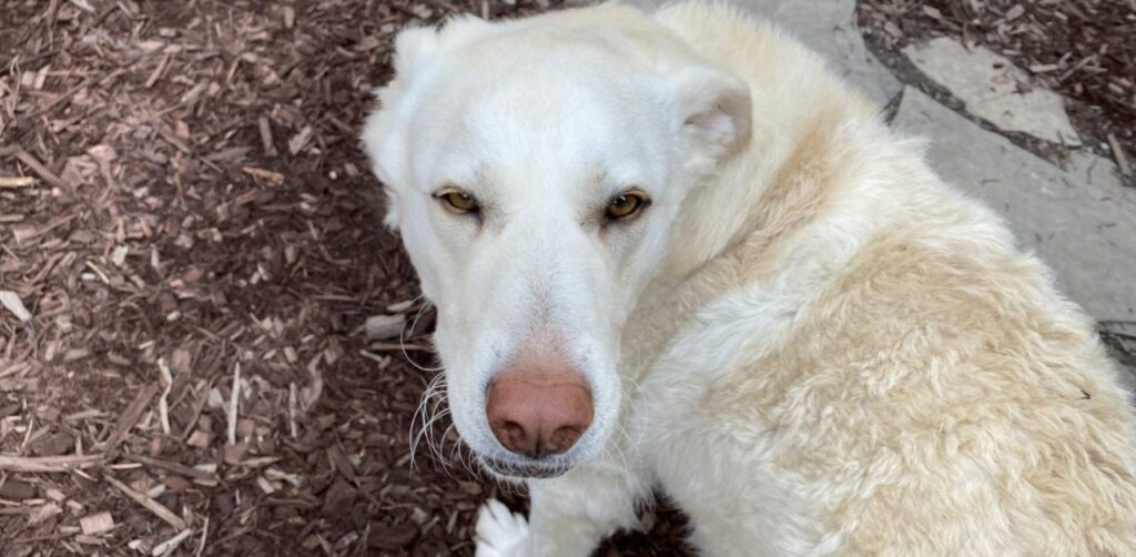 Cane da salvataggio separato per sbaglio dai suoi cuccioli si ricongiunge a loro tramite il test del DNA