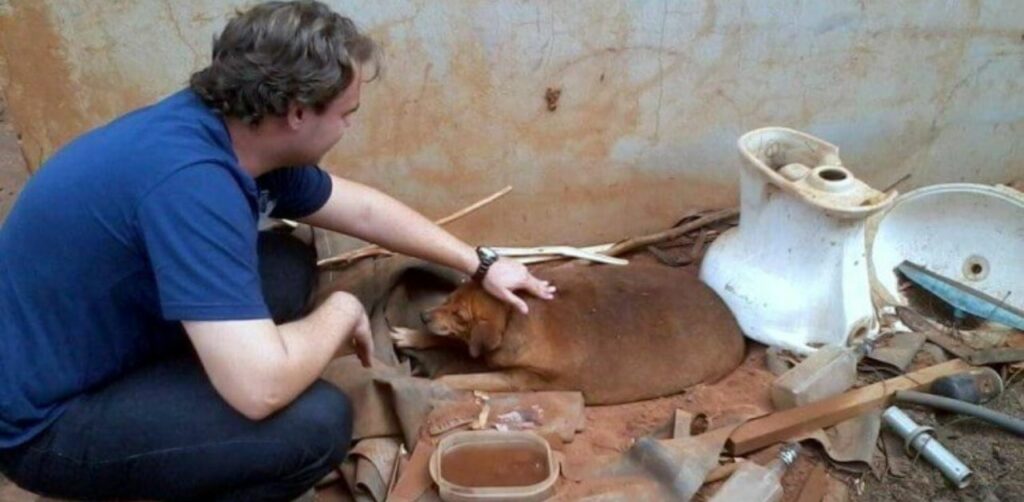 Cane gravemente obeso era diventato lo "zimbello" del quartiere