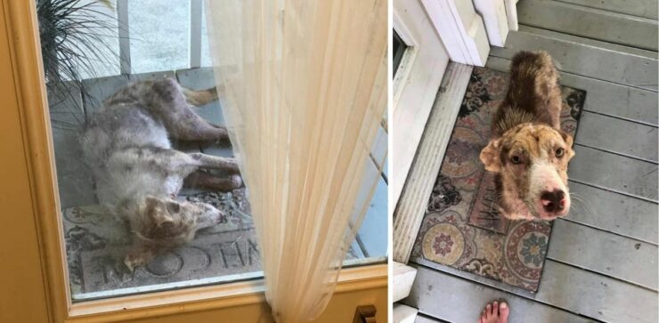 Cane malato si sdraia sulla porta di una casa e supplica di essere aiutato