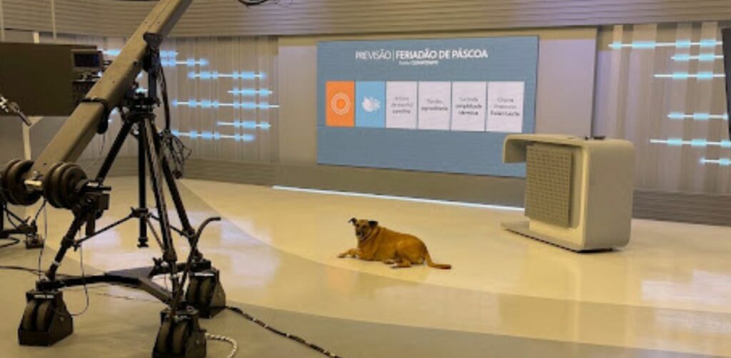 Cane in cerca di attenzioni invade uno studio televisivo poco prima della diretta