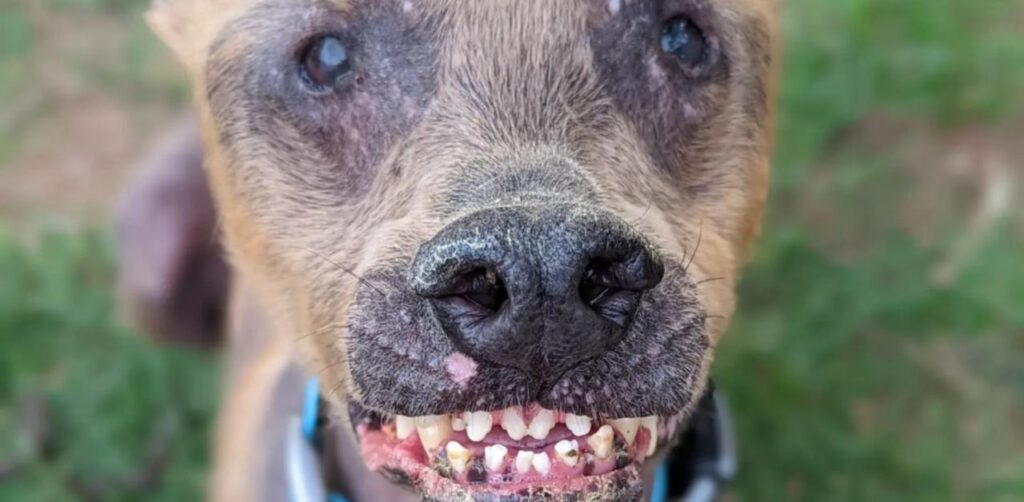 Cane speciale sempre sorridente ha trovato una casa per sempre