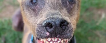 Cane speciale sempre sorridente ha trovato una casa per sempre