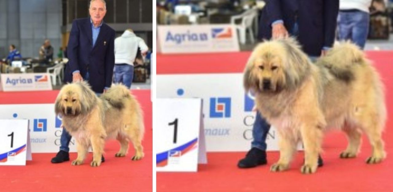 Il cane più bello d’Europa si chiama Kitana ed è calabrese