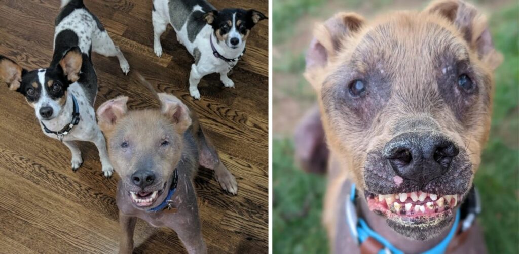 Cane speciale sempre sorridente ha trovato una casa per sempre