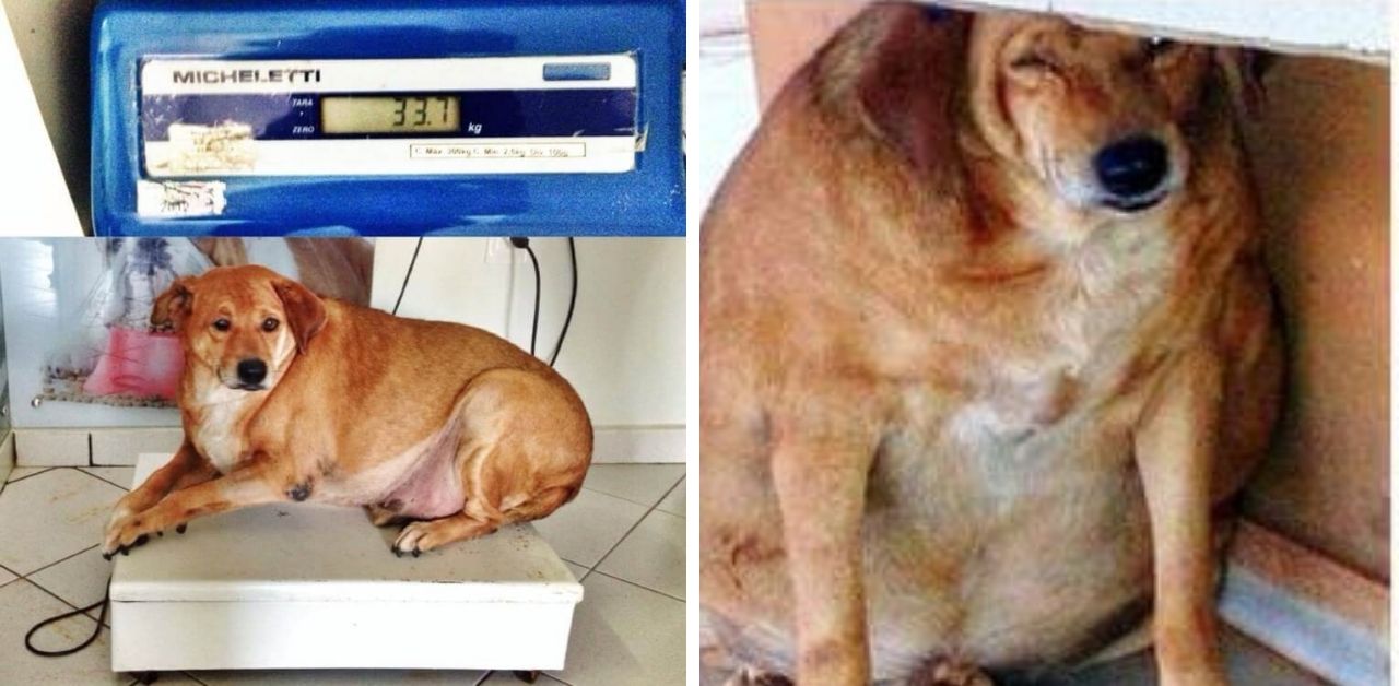 Cane gravemente obeso era diventato lo "zimbello" del quartiere