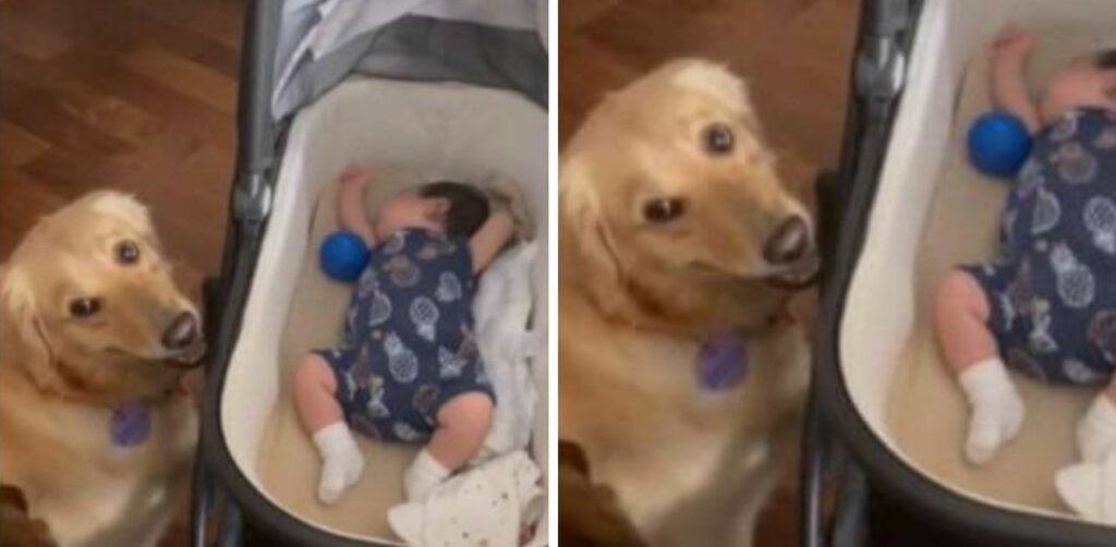Cane resta deluso quando non riceve indietro la pallina dalla neonata. La scena è esilarante