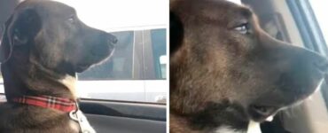 Il cane Fritz fa l'offeso con la sua padrona che lo ha portato dal dentista