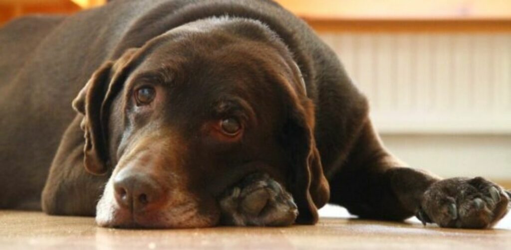 Ha realizzato un lettino mobile per far vedere il mare al suo cane anziano prima di morire