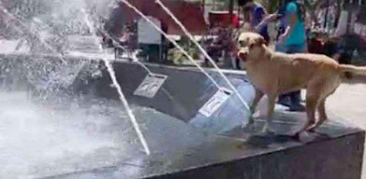 Cane randagio ha aspettato pazientemente che si accendesse la fontana per godersi l'acqua fresca