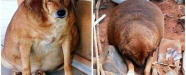 Cane gravemente obeso era diventato lo "zimbello" del quartiere