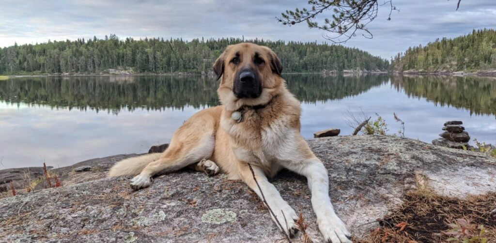 Cane da salvataggio separato per sbaglio dai suoi cuccioli si ricongiunge a loro tramite il test del DNA