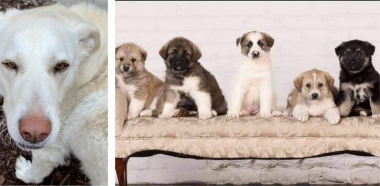 Cane da salvataggio separato per sbaglio dai suoi cuccioli si ricongiunge a loro tramite il test del DNA