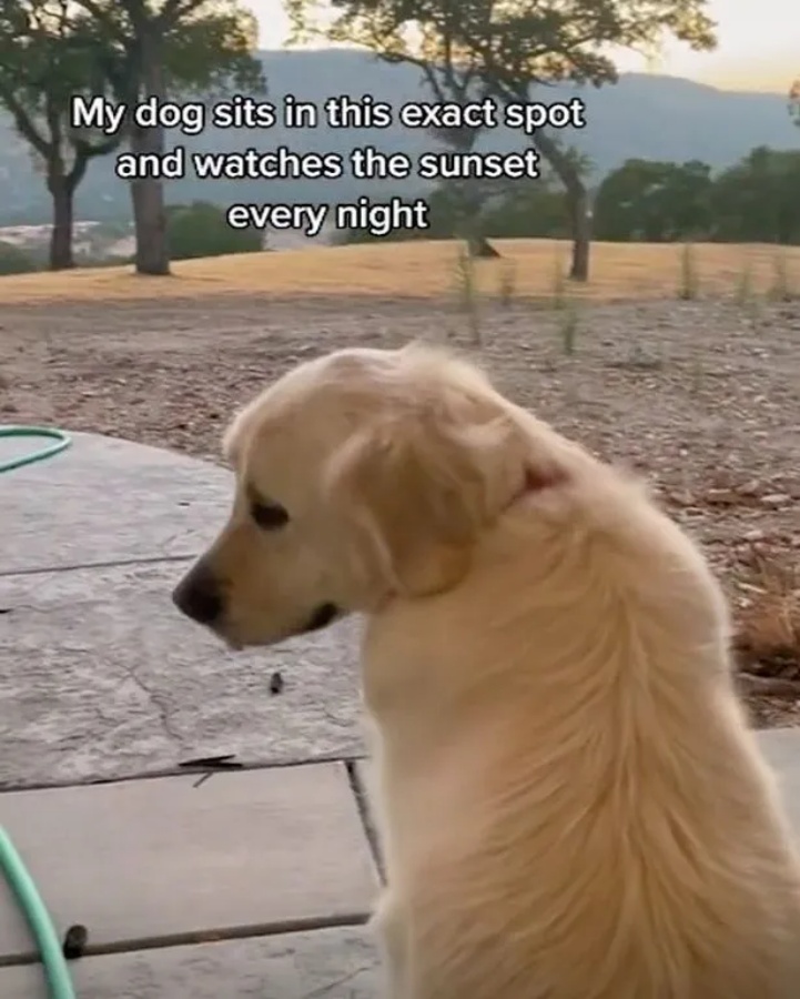 cane guarda tramonto