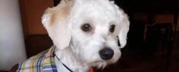 Raccolta firme per Luno, il cane trattenuto in areoporto dalla dogana