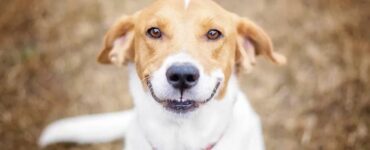 Qual è il significato dei sorrisi dei cani? Uni studio lo rivela