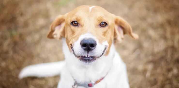 Qual è il significato dei sorrisi dei cani? Uni studio lo rivela