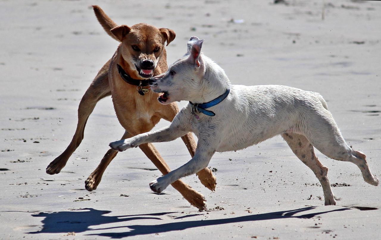 dividere i cani che litigano