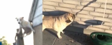 8 foto di cani imbranati che troverete adorabili