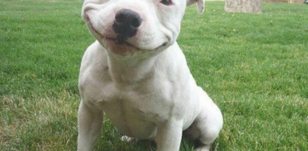 Qual è il significato dei sorrisi dei cani? Uni studio lo rivela