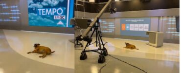 Cane in cerca di attenzioni invade uno studio televisivo poco prima della diretta