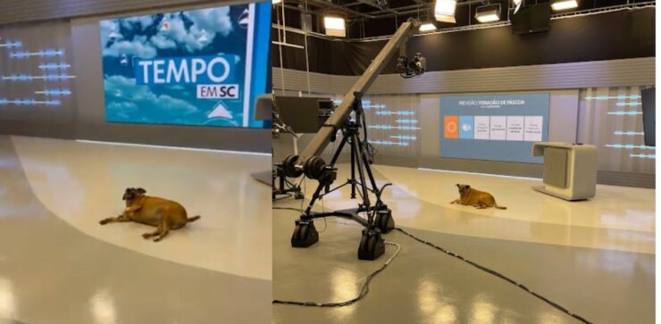 Cane in cerca di attenzioni invade uno studio televisivo poco prima della diretta