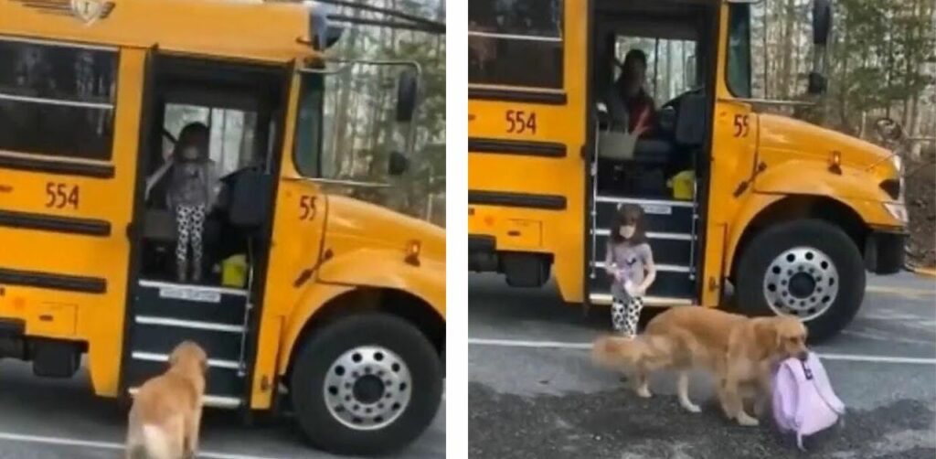 Il cucciolo aspetta ogni giorno che la sua sorellina torni da scuola per aiutarla a portare lo zaino