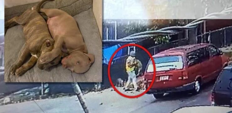 Rubati due cuccioli di Pitbull dalla casa di due bambini autistici