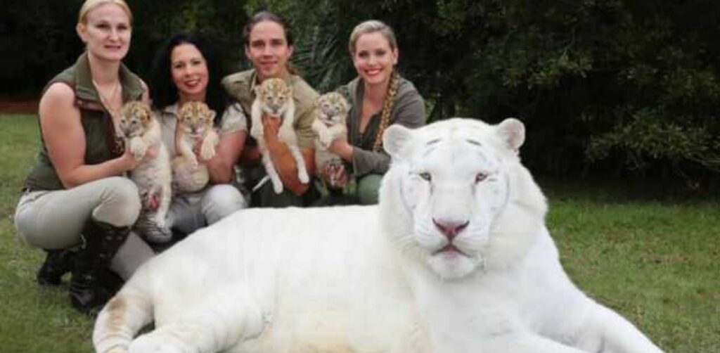 Cuccioli di ligre, tra leone bianco e tigre bianca, sono tra le "cose" più adorabili che hai visto oggi