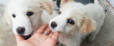 Cuccioli buttati in un sacchetto della spazzatura in mezzo alla strada