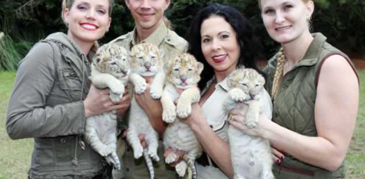 Cuccioli di ligre, tra leone bianco e tigre bianca, sono tra le "cose" più adorabili che hai visto oggi