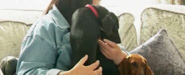 Famiglia si riunisce con i loro cuccioli di bassotti dopo essere stati separati per 11 settimane