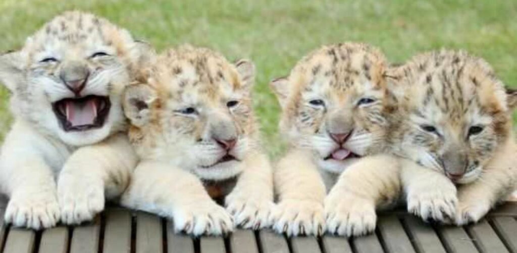 Cuccioli di ligre, tra leone bianco e tigre bianca, sono tra le "cose" più adorabili che hai visto oggi