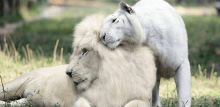 Cuccioli di ligre, tra leone bianco e tigre bianca, sono tra le "cose" più adorabili che hai visto oggi
