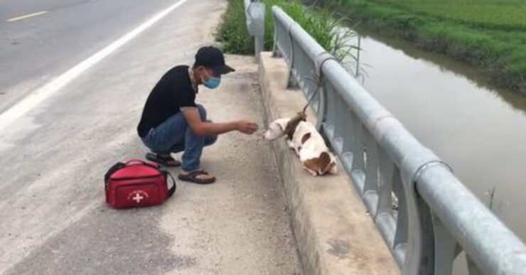 cucciolo abbandonato in vietnam