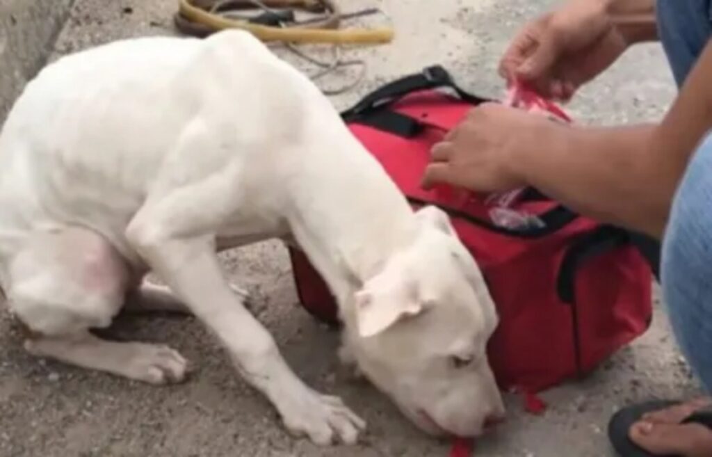 cucciolo abbandonato in vietnam