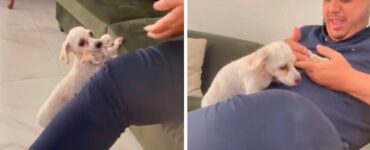 Cagnolina porta il suo cucciolo dal suo proprietario sul divano per farglielo coccolare