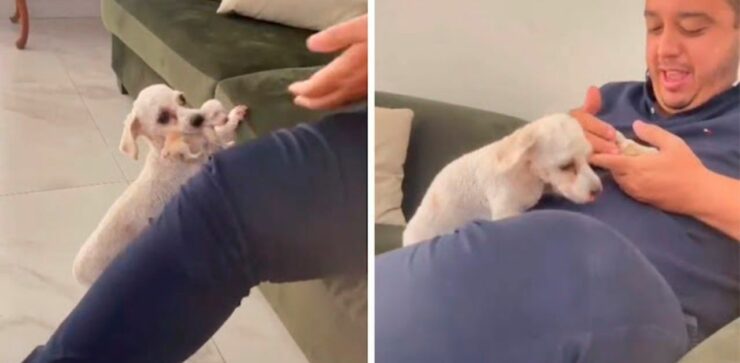 Cagnolina porta il suo cucciolo dal suo proprietario sul divano per farglielo coccolare