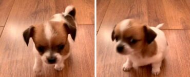 Cucciolo appena nato si spaventa e piange dopo aver starnutito per la prima volta