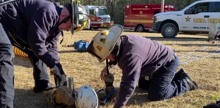 Il pompiere si arrampica in una buca di 4 metri per salvare un cucciolo in pericolo