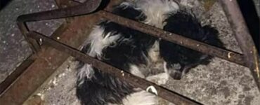 cucciolo di 2 mesi raggomitolato sulla strada aspetta che qualcuno vada a salvarlo