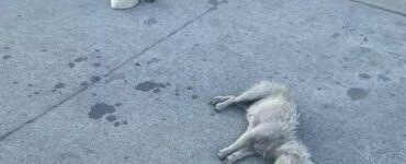 Mamma e cucciolo trovati a dormire da soli abbandonati sull'asfalto