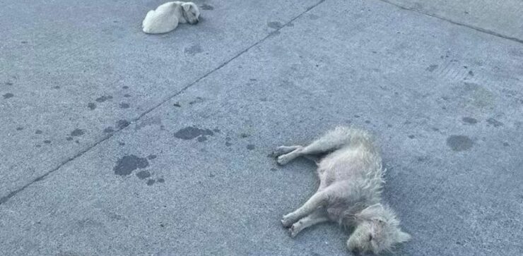 Mamma e cucciolo trovati a dormire da soli abbandonati sull'asfalto
