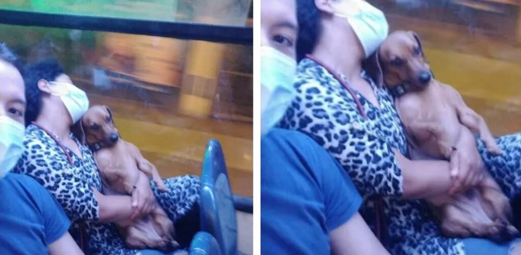 Un cucciolo dorme su un autobus tra le braccia della sua mamma e conquista il web