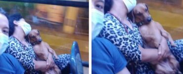 Un cucciolo dorme su un autobus tra le braccia della sua mamma e conquista il web