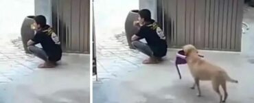 Il cucciolo vede il suo proprietario seduto sul pavimento e decide di dargli una sedia