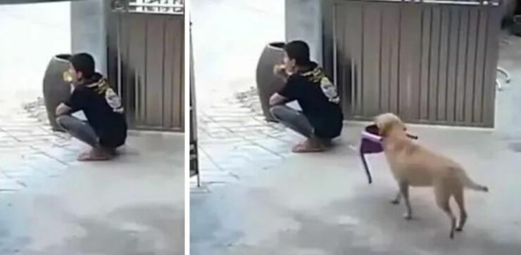 Il cucciolo vede il suo proprietario seduto sul pavimento e decide di dargli una sedia