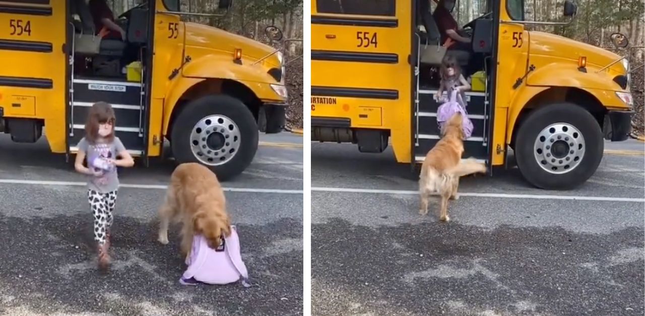 Il cucciolo aspetta ogni giorno che la sua sorellina torni da scuola per aiutarla a portare lo zaino