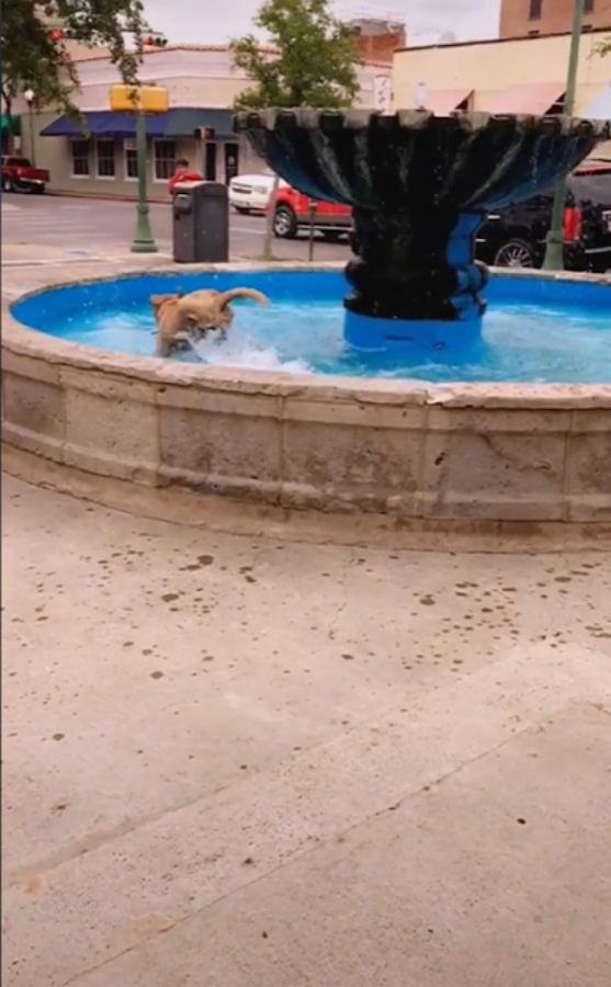 cucciolo che schizza acqua